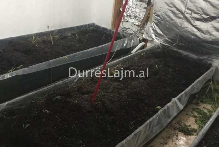 LABORATORI I DROGËS NË DURRËS/ Si u KAP 33-vjeçari në kërkim kur…