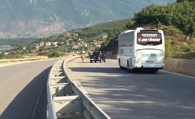 LOPA NË MES TË RRUGËS SË “KOMBIT”/ Shoferët frenojnë menjëherë: Kemi frikë të kalojmë se… (VIDEO)