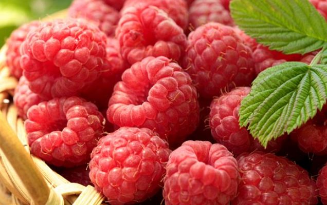 Manaferrat – bima shëruese për zemrën dhe qarkullimin e gjakut