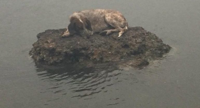 ZJARRET PUSHTOJNË GREQINË/ Qeni mbi një shkëmb në mes të detit, imazhi që bëri “bujë” (FOTO)