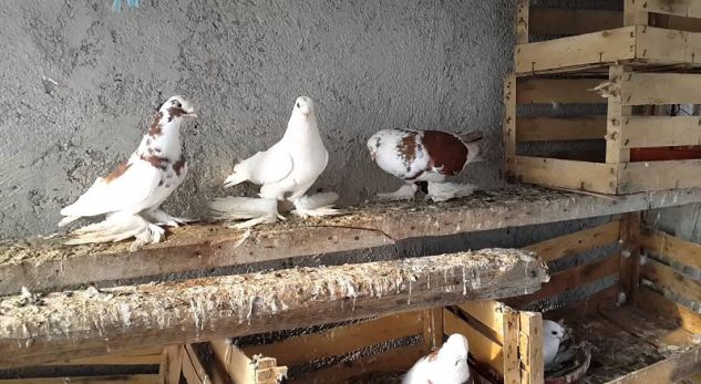 Babë e bijë vdesin njëri pas tjetrit brenda pak orëve, pëllumbat…