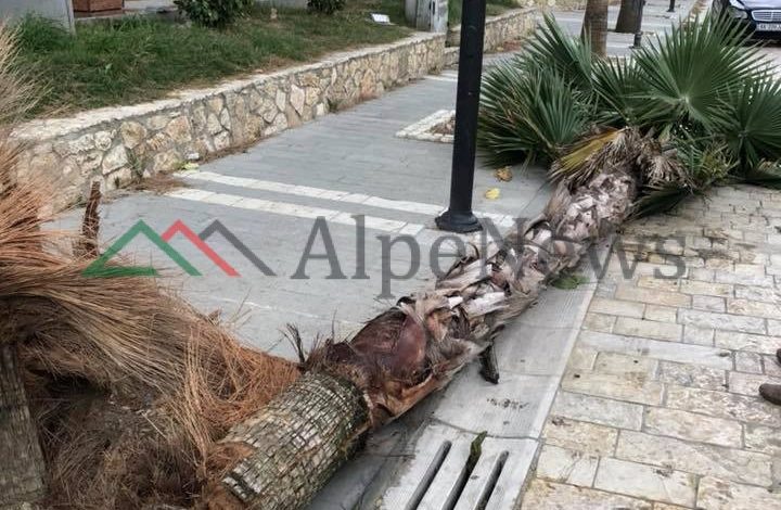 PËRKEQËSIMI I MOTIT/ Rrëzohen PALMAT në Kavajë. Reshjet dhe erërat bllokojnë… (FOTO)