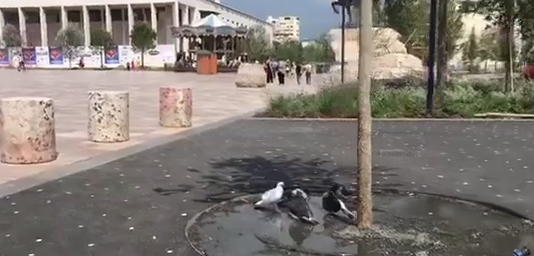 Edhe Pëllumbat kanë gjetur një mundësi për tu freskuar nga i nxehti në Tiranë… (VIDEO)
