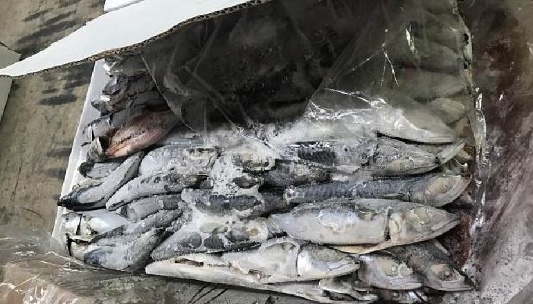 NJË TON KOKAINË E FSHEHUR MES PESHKUT/ Si u kapën SHQIPTARËT pas kontrollit që…