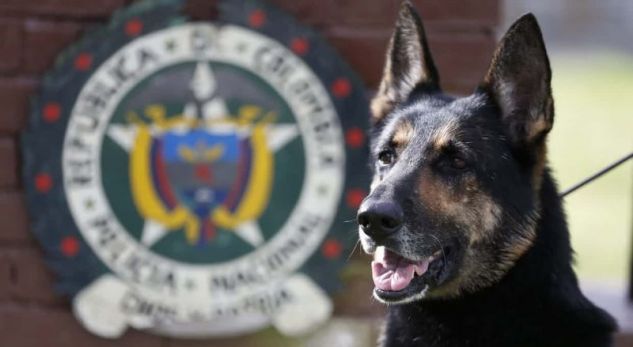 Karteli i drogës jep 70 mijë dollarë për kokën e qenit të talentuar të policisë
