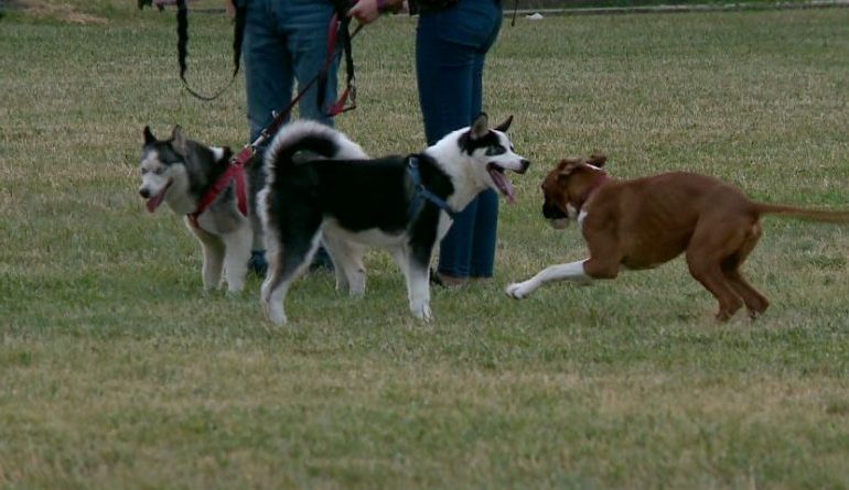 RREZIKU NGA QENTË E “TËRBUAR”/ Veterineri jep ALARMIN: Qytetarët të mos dalin pa siguruar…