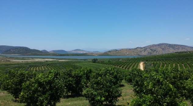 REFORMA NË BUJQËSI/ Kooperativa e Xarrës, aty ku papunësia është zero. Përfitimet drejtë…