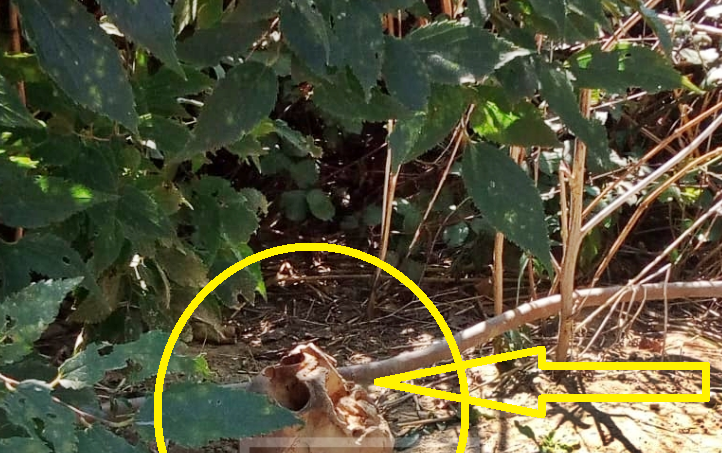 HORRORR NË VARREZAT E DIVJAKËS/ FOTO: Trupat e pajetë dalin “sheshit”. Banorët frikësohen nga pamjet