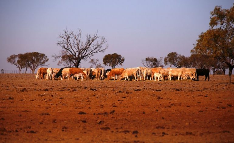 TEMPERATURAT E LARTA/ E gjithë Australia në thatësirë, bujqësia në…