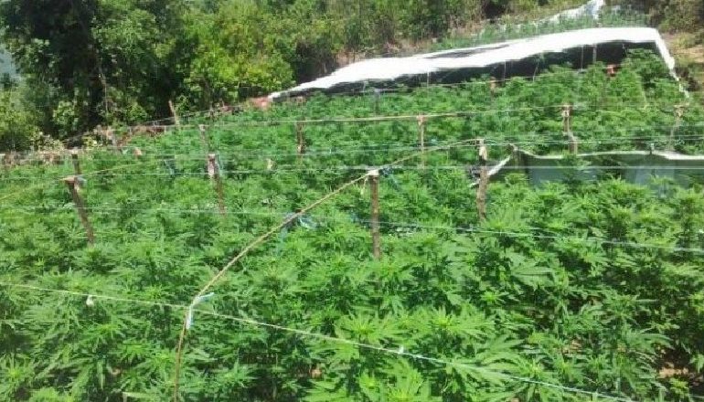 VIJON OPERACIONI/ Asgjësohen 344 rrënjë kanabis në Tepelenë