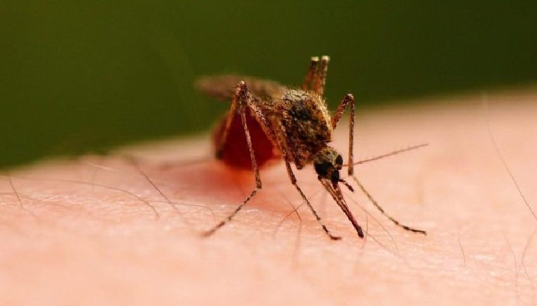 RREZIKU NGA VIRUSI I “NILIT” NË SHQIPËRI/ ISHP: Rikonfirmojmë që nuk ka asnjë rast