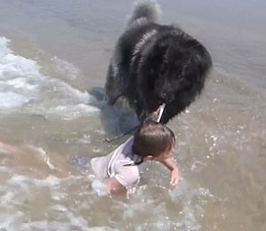 MIKU MË I MIRË I NJERIUT/ Shikoni çfarë bën qeni për vogëlushen (VIDEO)
