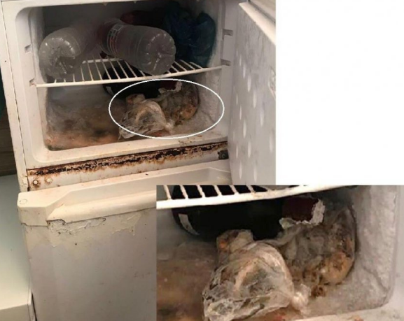 AKSIONI NDAJ USHQIMEVE/ AKU BLLOKON dy restorante në Jalë: U gjet miu në frigorifer (FOTO)