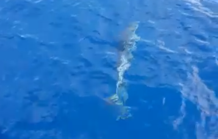 DELFINËT VIZITOJNË DURRËSIN/ VIDEO: Një shëtitje me skaf dhe këto pamje të mahnisin
