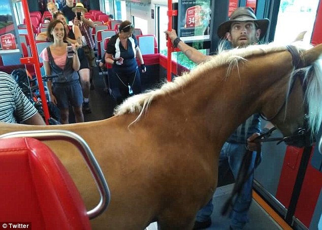 Në tren bashkë me kalin, por fermeri nuk ia arrin qëllimit