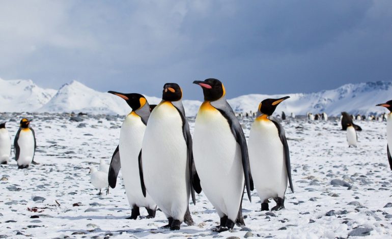 Sateliti regjistron fakte dramatike për pinguinin mbret