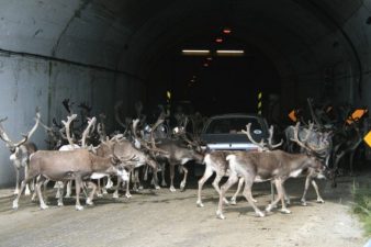 TEMPERATURAT E LARTA/ Drerët “pushtojnë” tunelet për t’u mbrojtur nga i nxehti