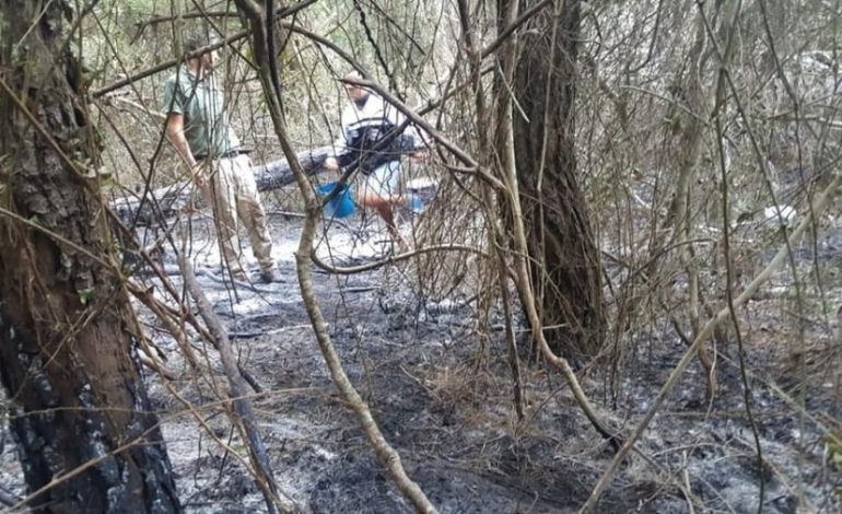 ZJARRET NË PYLLIN E SEMANIT/ FOTO: Çfarë ka mbetur pas vatrave dhe FLAKËVE të qëllimshme
