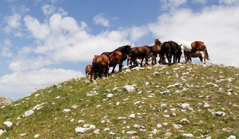 NDODH NË KORÇË/ Kapet “KONTRABANDISTI”. Si i transportonte KUAJT me…