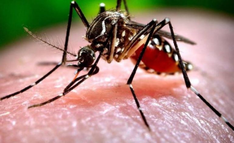 21 TË VDEKUR! Virusi i Nilit bën namin në vendin ballkanik