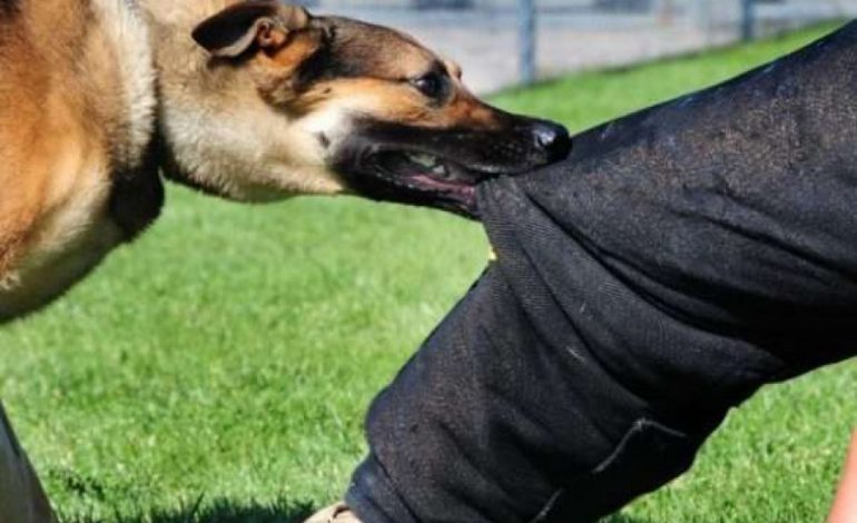 TENTOI TË ARRATISEJ PËR NË ANGLI/ Si e “tradhëtoi” qeni i POLICISË shqiptarin që donte të ikte