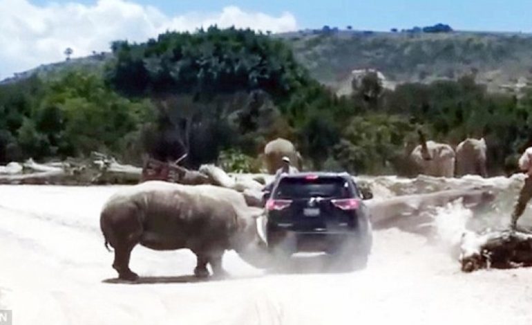 Shkuan për pushime por shikojnë vdekjen me sy, rinoceronti sulmon turistët (VIDEO)