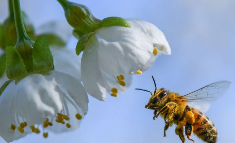 Bletët frymëzim për hulumtuesit e dronëve, biologë dhe ekspertë të teknologjisë kompjuterike…