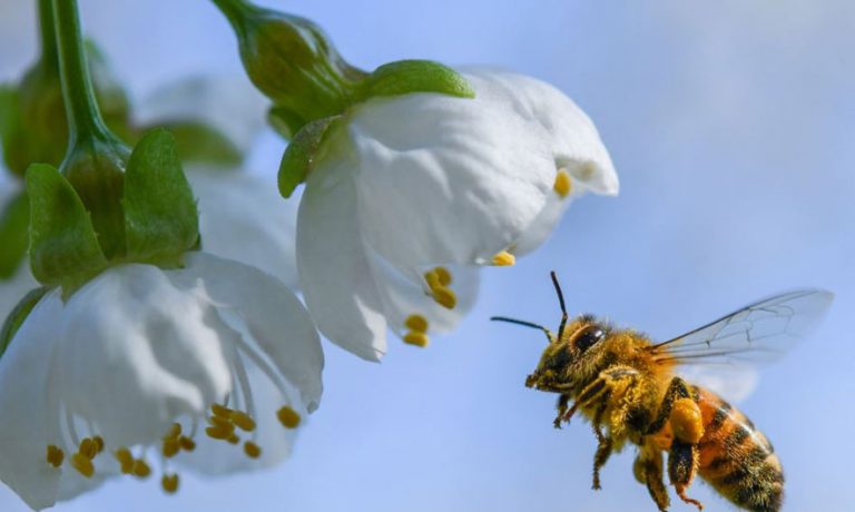 Bletët frymëzim për hulumtuesit e dronëve: Është në gjendje të dalë dhe të mësojë mjedisin…