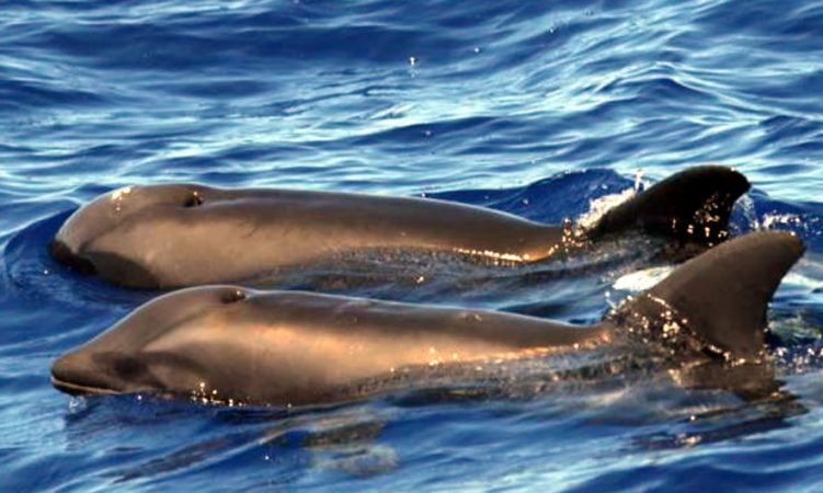 SPEKTAKËL NË DETIN JON/ Tufa e delfinëve shoqëron anijen me turistë në Sarandë