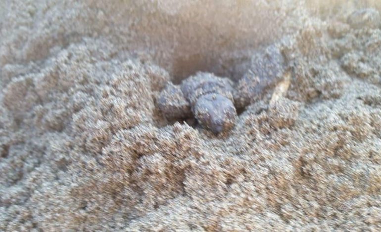 BIODIVERSITETI NË DIVJAKË/ Ja çfarë i shtohet parkut kombëtar në Karavasta (VIDEO)