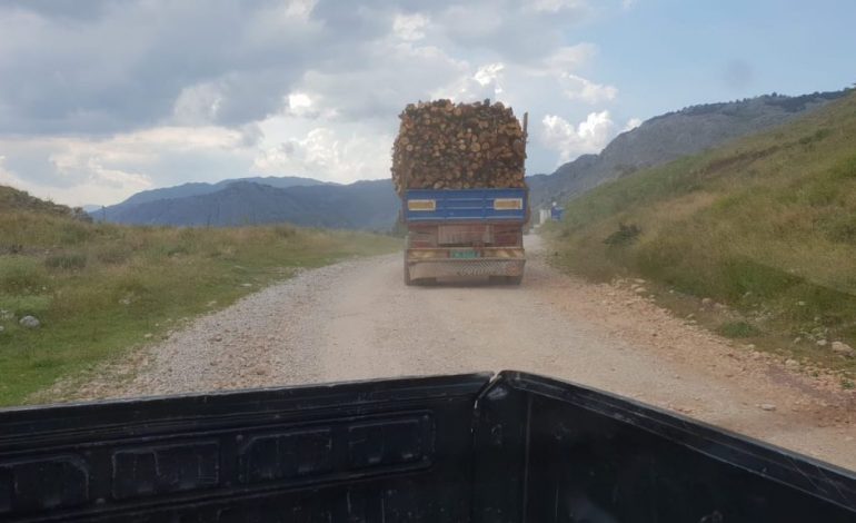 “NAMI” NË BIZË/ Masakrohen pyjet. Kamionët transportojnë drutë e prerë…