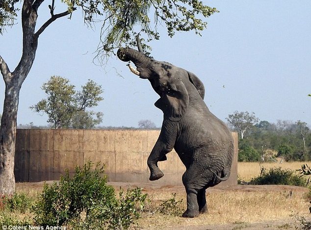Elefanti që mendon se është gjirafë, noçka e tij zgjatet drejt…