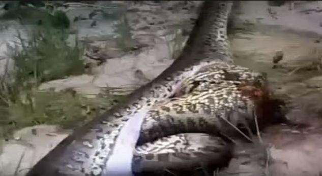 Panë anakondën e ngordhur. Ja çfarë gjetën brenda stomakut të saj (VIDEO)