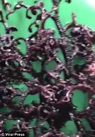 KAFSHË APO BIMË/ Krijesa misterioze me tentakula shfaqet në…