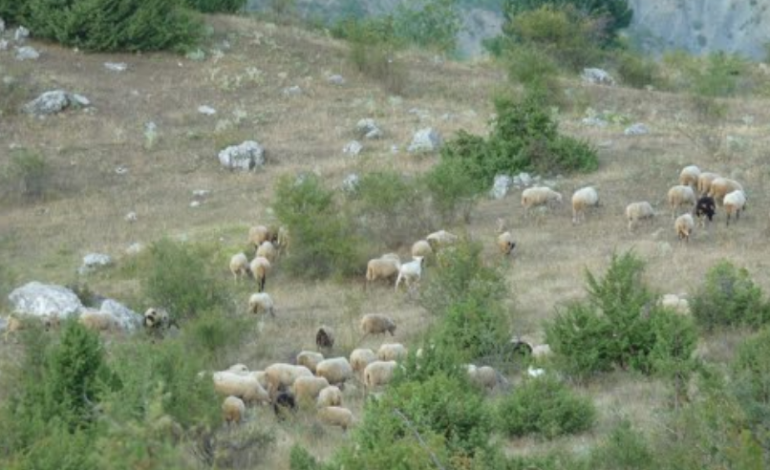 E RËNDË/ Kulloste bagëtitë, BARIU bie nga lartësia. Ndërron jetë në vend