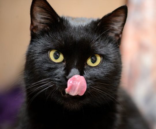 Shkenca e supersticionit: Pse njerëzit besojnë të pabesueshmen
