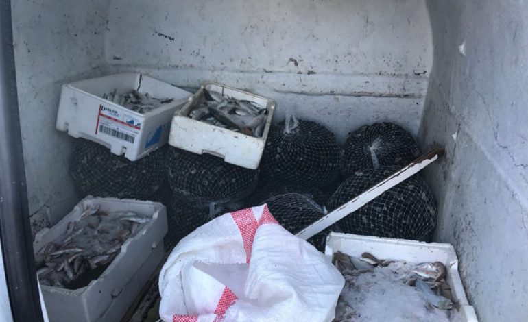 AKSIONI I USHQIMEVE/ AKU BLLOKON 100 kilogramë midhje: Jashtë çdo standarti