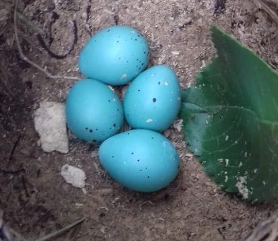E RRALLË NË LIBRAZHD/ Banorët surprizohen nga vezët e bufit