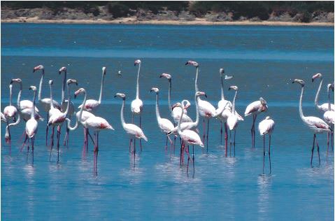 “TOUR OF THE DAY”/ LAGUNA E NARTËS, “shtëpia” e flamingove shqiptare dhe jo vetëm