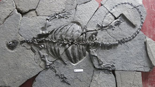 ZBULIMI I RRADHËS NGA SHKENCËTARËT/ Gjendet fosilja e lashtë e breshkës e cila nuk kishte guaskë