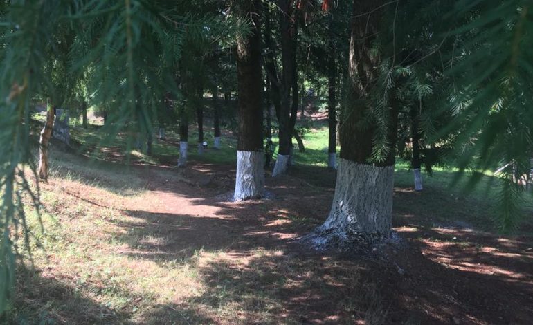 Parkut të Pukës i kthehet “identiteti” i vërtetë. Pastrohet nga MBETURINAT që e kishin “gëllabëruar”