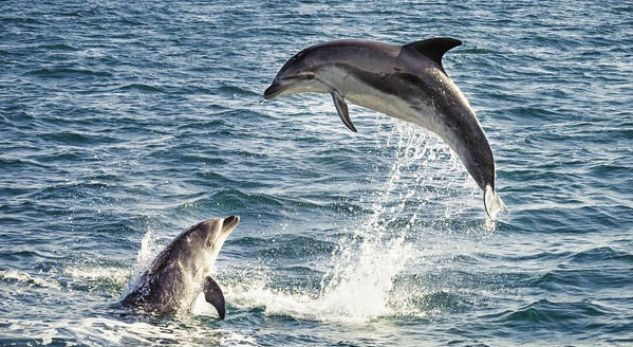 NDODH NË VLORË/ Delfinët dhurojnë SPEKTAKËL në det, mahniten pushuesit (VIDEO)