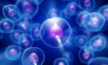 EKSPERIMENTI/  Përzierje molekulash, rinohen qelizat e plakura njerëzore