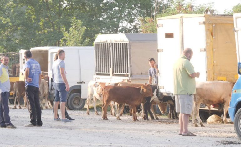 VENDIMI PËR TREGUN E KAFSHËVE/ Mbyllen në Peqin dhe në Gramsh, nuk plotëson asnjë nga kushtet për…