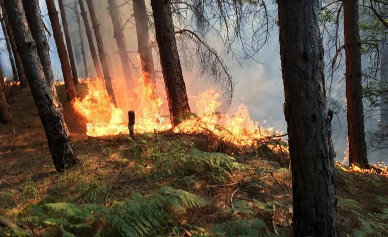 E FUNDIT/ Zjarr në Velipojë në zonën e Pulajve, pranë zonës ku hidhen mbetjet (FOTO)