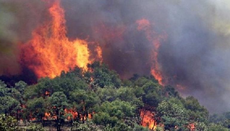 GREQIA NË PANIK/ Zjarri “mbërthen” Amaliada Ilias, evakuohen banorët e fshatrave përreth