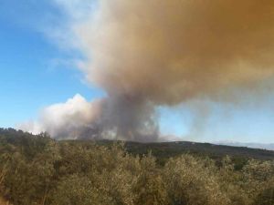 E FUNDIT/ Shkrumbohen 10 hektarë ULLISHTE në Lushnje. DYSHOHET se është…