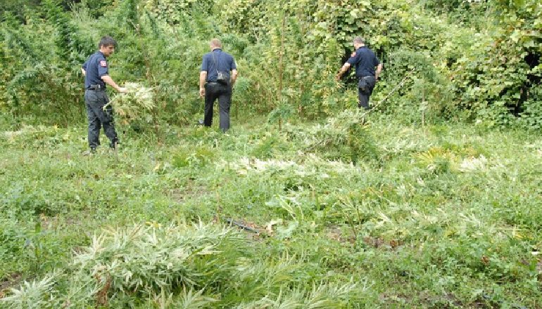 AKSIONI I POLICISË/ Zbulohet parcela me KANABIS në Tepelenë, pronari i saj…