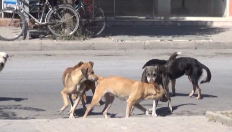 QENTË ENDACAK RREZIK PËR QYTETARËT/ Bashkia Fushë-Krujës nuk merr masa