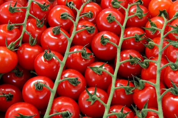 DOMATET ME PESTICIDE NË GREQI/ Vjen reagimi: Nga e dini që janë shqiptare?